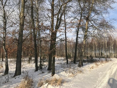 Budowlane Żabieniec gm. Parysów, przy granicy gm. Garwolin.