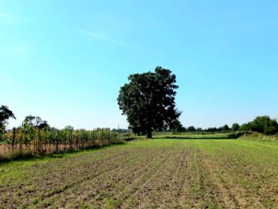 Działka rolno-budowlana Kępa