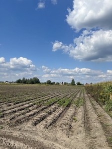 Działka rolna Topolin