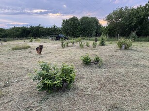 Działka budowlana 1560 m z wydanym pozwoleniem na budowe. Media.