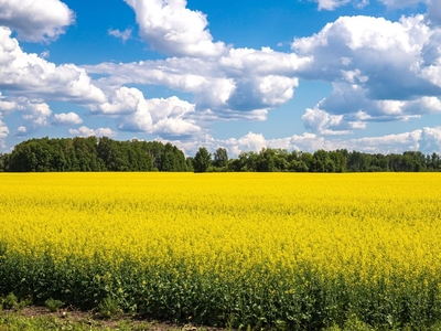 Działka budowlana Oleśniczka