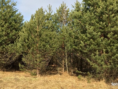 Puszcza Białowieska, Stare Masiewo, budowlana 2.5 ha