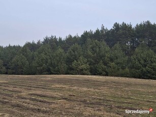 Siedlisko do sprzedania w sąsiedztwie rzeki Narew