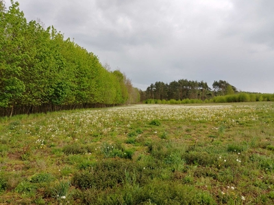 Działka 1.500 m2 -Kobylec (pow. wągrowiecki)