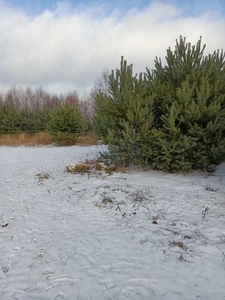 Na sprzedaż działka budowlana w Bełchatowie