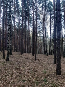 Posiadam na sprzedaż las