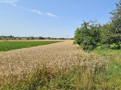 Działka budowlana Gródek gm. Hrubieszów