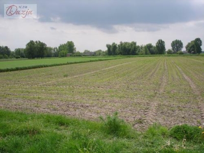 Działka Holendry Baranowskie gm. Baranów