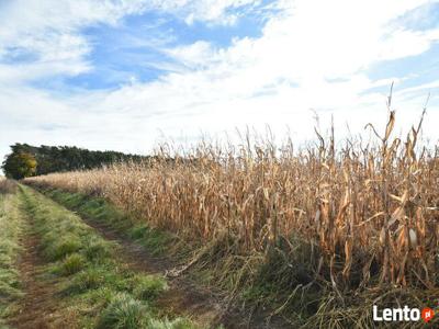 Działka budowlana - inwestycyjna. 1,40 ha za jedyne 550 000