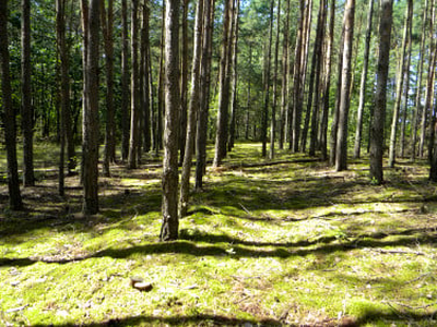 Działka leśna Radomsko