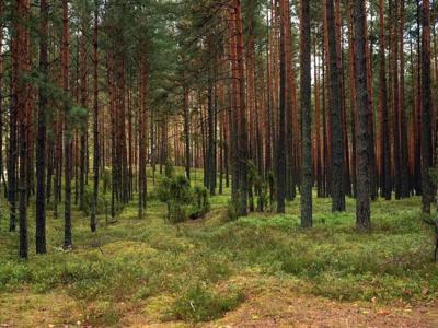 Suchowola Sokólski Podlaskie Biuro Nieruchomości