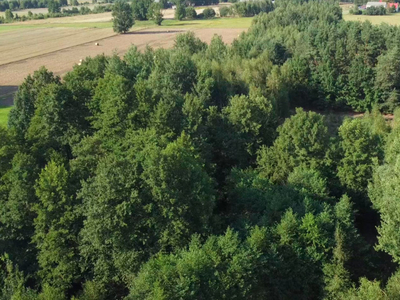 Porąb 50 km od Warszawy, piękna działka pod lasem