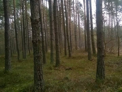 6 Działek nad rzeką Warta. Sprzedam