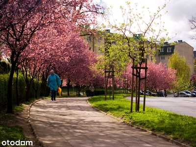 3-pokojowe mieszkanie 49m2 + balkon Bez Prowizji