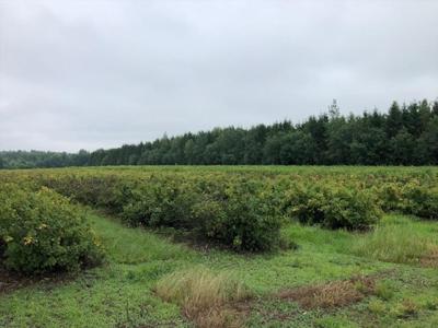 Działka na sprzedaż, żyrardowski, powązki