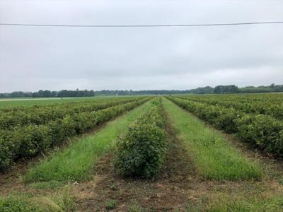 Działka na sprzedaż, żyrardowski, powązki