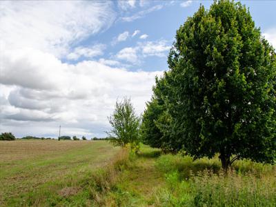 Działka na sprzedaż, Gryfiński, Wełtyń