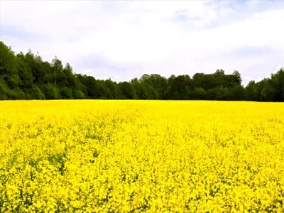 Działka na sprzedaż, Bielski, Wilamowice gm, Dankowice