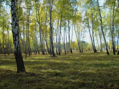 Działka na sprzedaż, Piaseczyński, Łazy