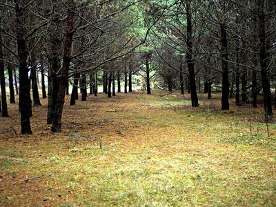 Działka na sprzedaż, Zawierciański, Lgota Murowana