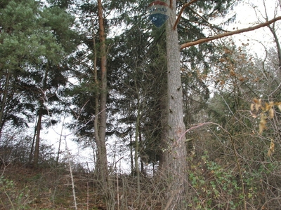 Działka leśna Skomielna Biała