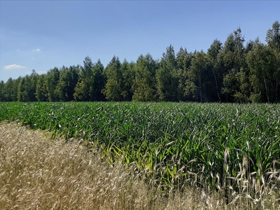 Działka na sprzedaż, Siedlecki, Smolanka