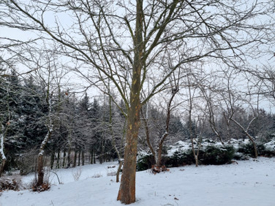 Działka budowlana, ul. Kasztanowa