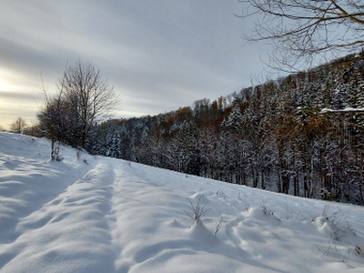 Działka rolno-budowlana Nowy Waliszów