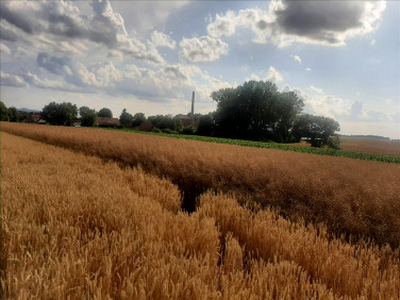 Działka rolno-budowlana Strzeganowice