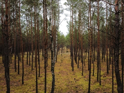 Działka na sprzedaż, Przasnyski, Łaz