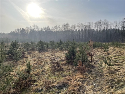 Działka na sprzedaż, żyrardowski, Puszcza Mariańska