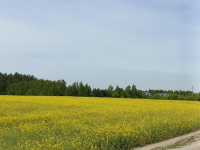 Działki pod zabudowę blisko lasu