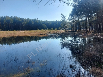 Działka leśna Kąty-Wielgi