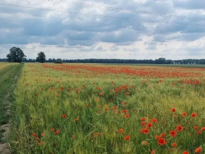 Działka inna Opole Czarnowąsy