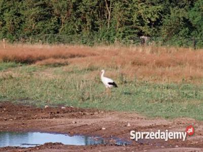 Do sprzedania: Budowlana pod lasem, 20km od Gdańska