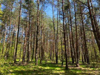 Rezerwacja/Działka leśna przy ul. Różanej, 220 000 zł