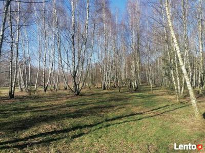 Działka leśno - budowlana w Lisiewicach Dużych