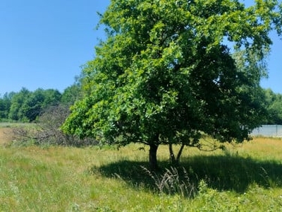 Działka siedliskowa